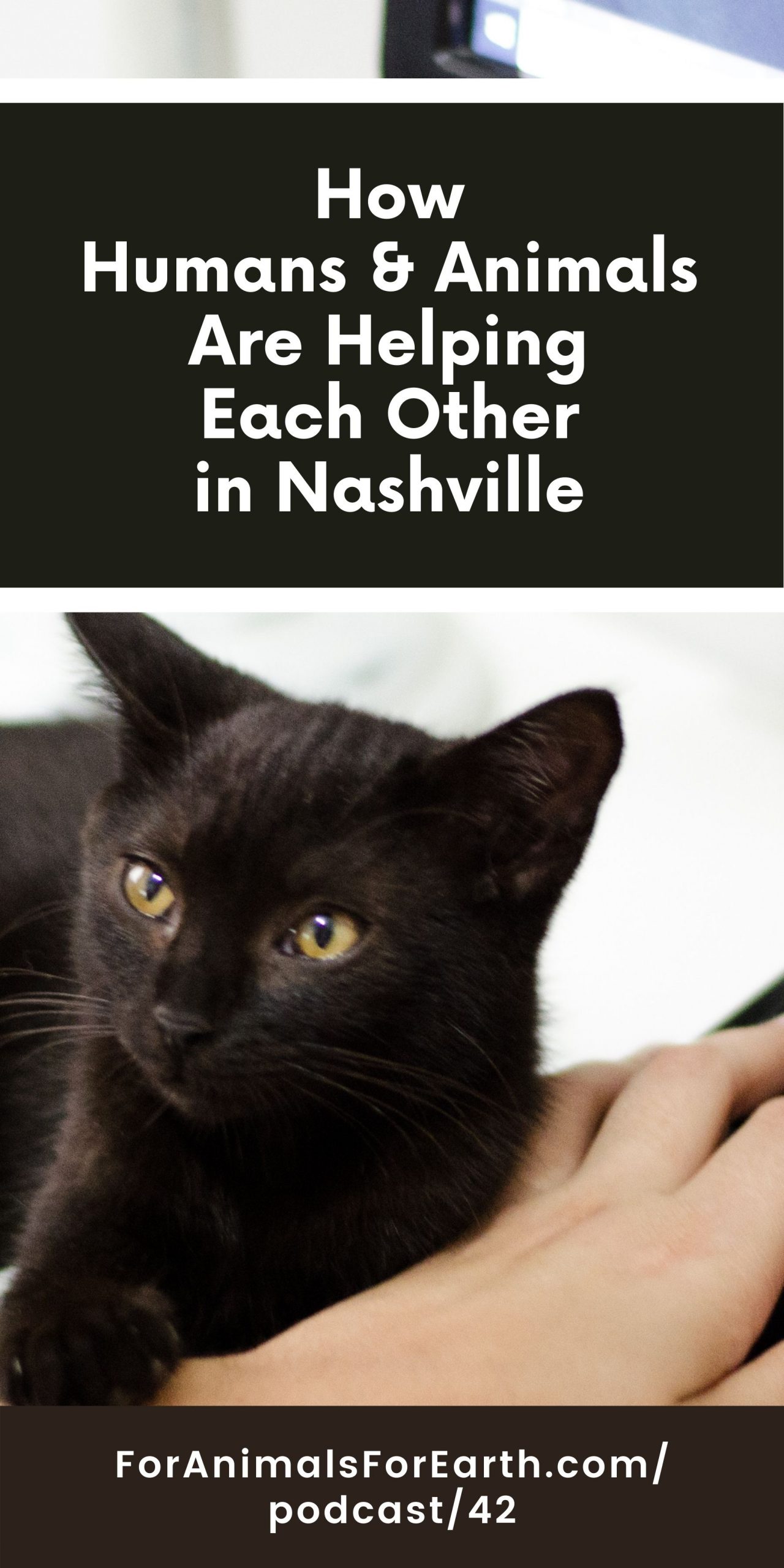 Humans and Animals Help Each Other in Nashville at Crossroads - For Animals  For Earth