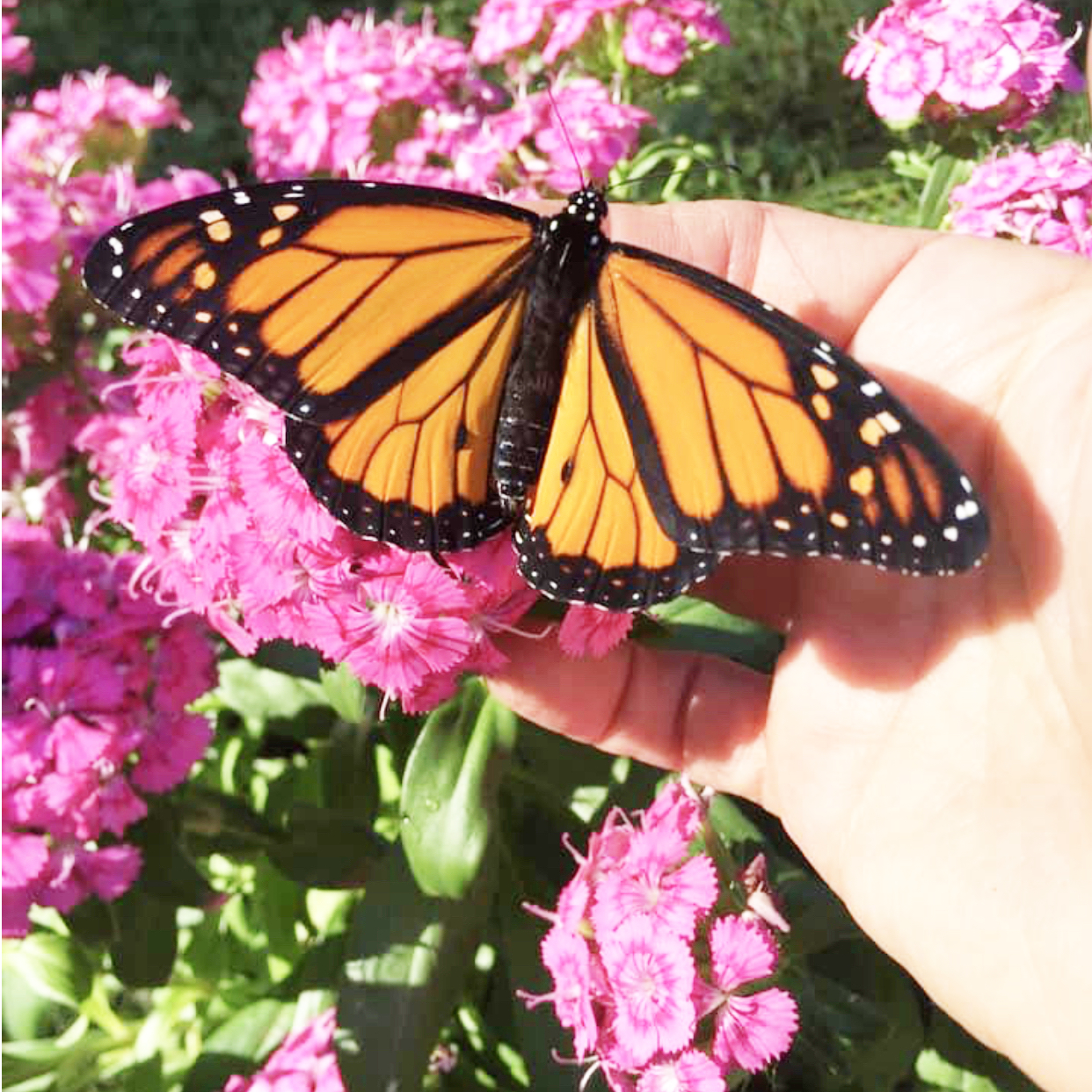 Patti Andrasak from Inner Peace Reiki teaches us how to help monarch butterflies on the For Animals For Earth Podcast.