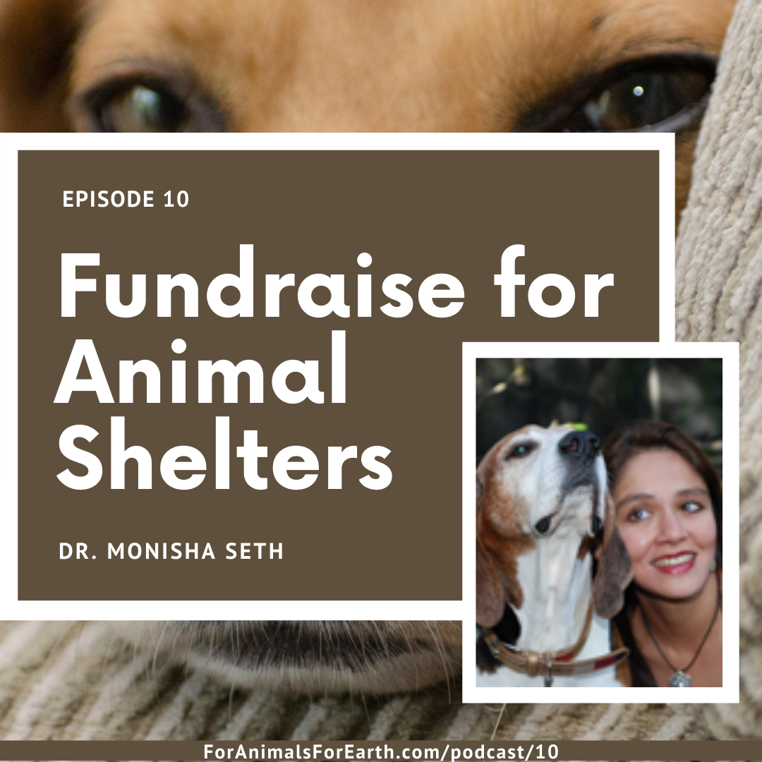Learn how to help animal shelters with Dr. Monisha Seth of Franklins Friends in episode 10 of the For Animals For Earth Podcast