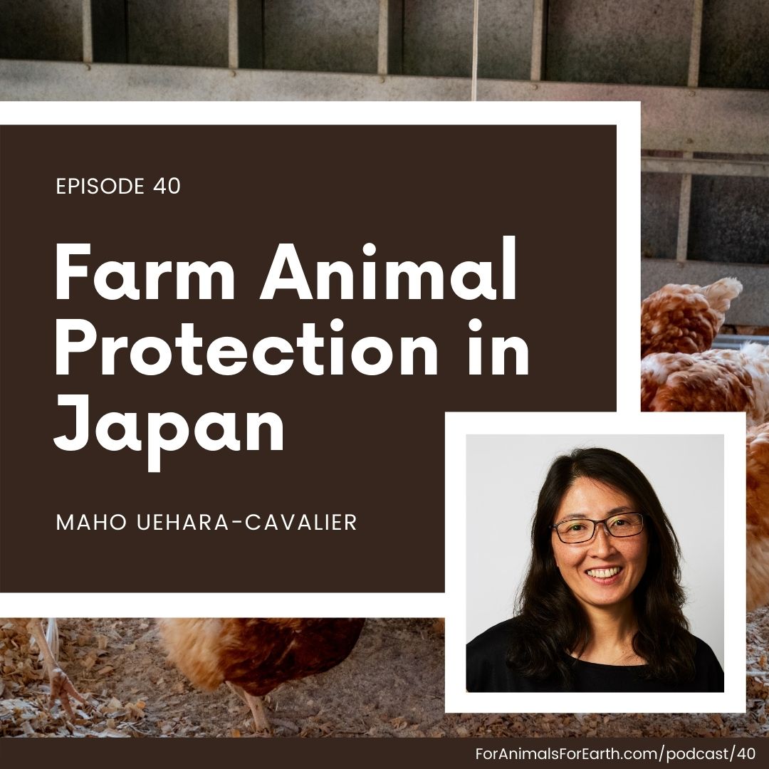 Maho joins me to talk about farm animal protection in Japan. She specifically works to free egg laying hens from confinement for egg production through The Humane League Japan.