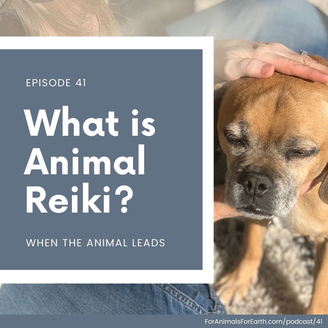 What is animal reiki when we let the animals lead? I cover this in a quick blog post and chat in episode 41 of the For Animals For Earth podcast.