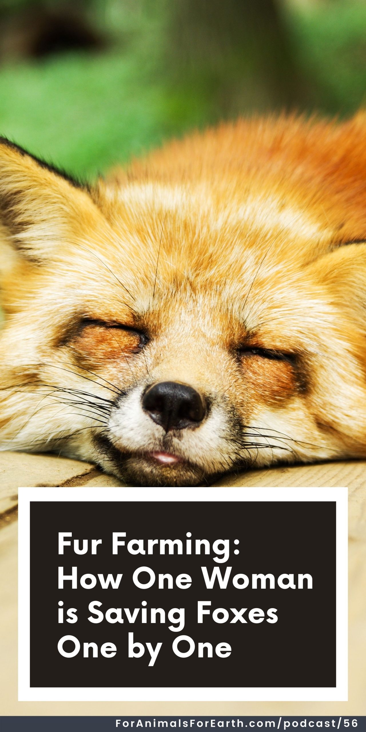 Did you know that fur farms are not only operating, but are alive and thriving in the United States? Nicole from Pawsitive Beginnings saves foxes from fur farms and joined me on the For Animals. For Earth. show to tell us how we can help.