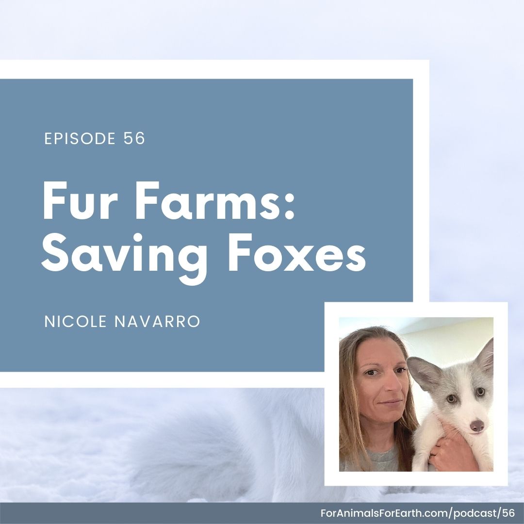 Did you know that fur farms are not only operating, but are alive and thriving in the United States? Nicole from Pawsitive Beginnings saves foxes from fur farms and joined me on the For Animals. For Earth. show to tell us how we can help.