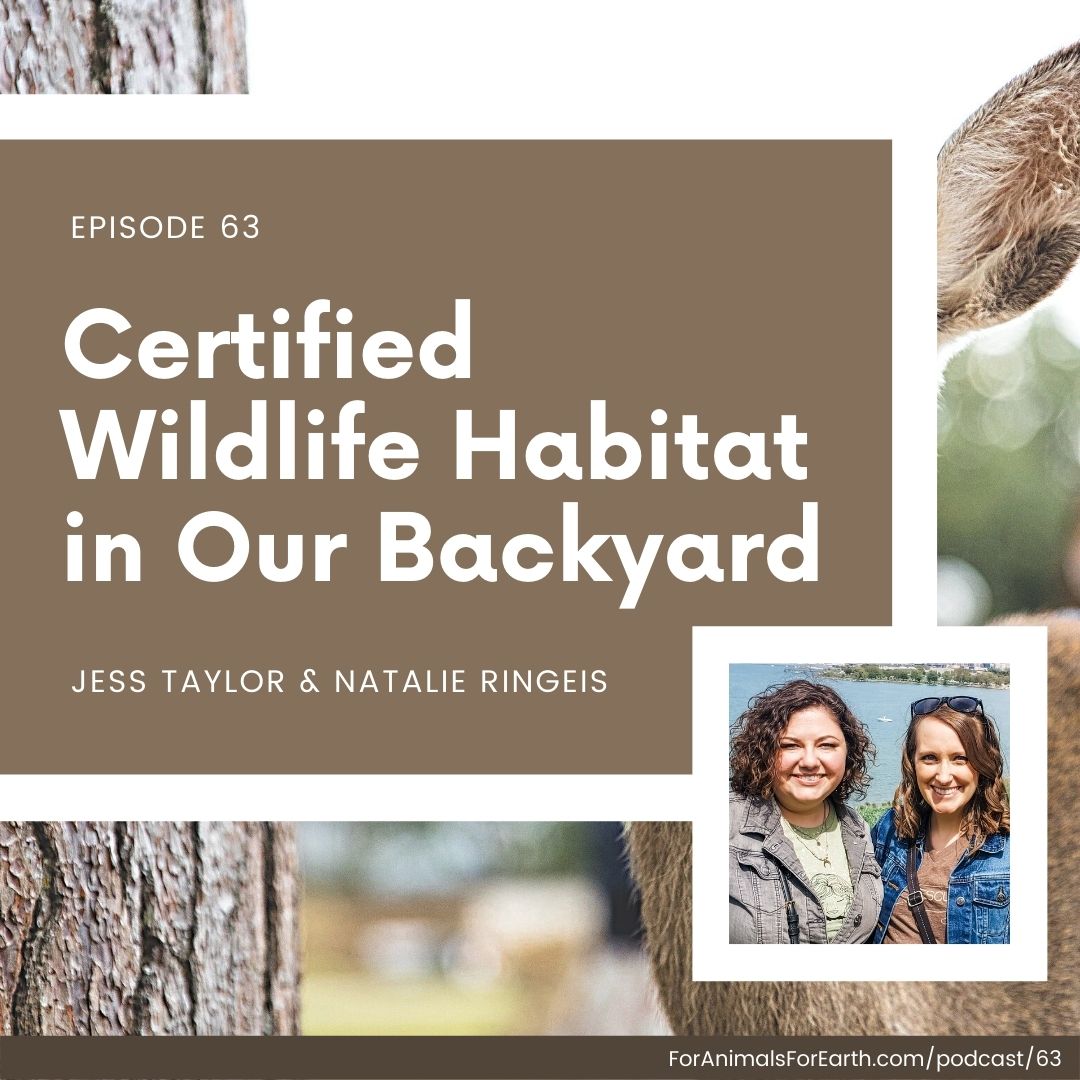 Jess Taylor and Natalie Ringeis of Love the Green Life Org taught me about building a certified wildlife habitat in our own backyard today! It's really simple, and we give you all of the details you need.