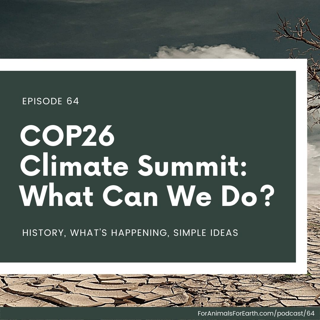 COP26 climate summit... have you heard this set of words left and right for the past few weeks? There’s a good reason why.