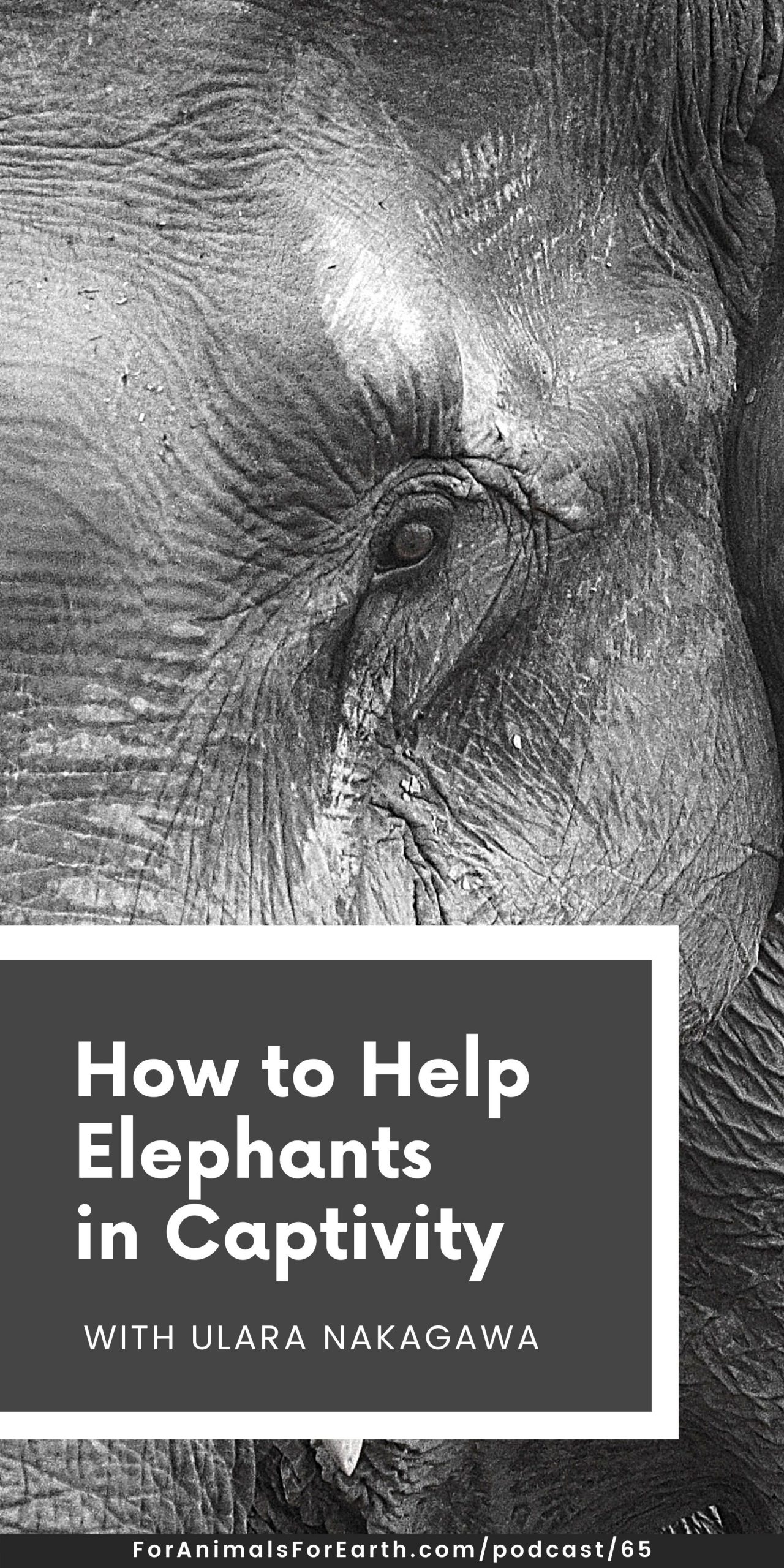 Ulara Nakagawa of Elephants in Japan teaches us about elephants in captivity, especially when they are alone, and how to help them, in episode 65 of the For Animals. For Earth. show.