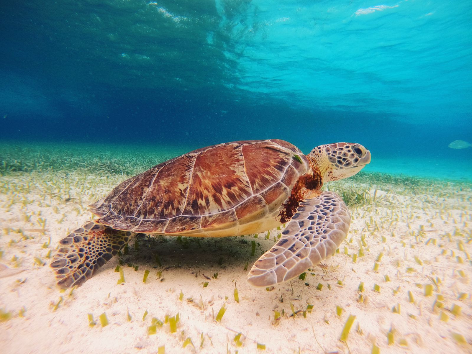 Captain Amado Watson's tour company, Caye Caulker Reef Friendly Tours, is very different from the average company you’ll find in Belize ecotourism. Learn more in Episode 70 of the For Animals For Earth show.