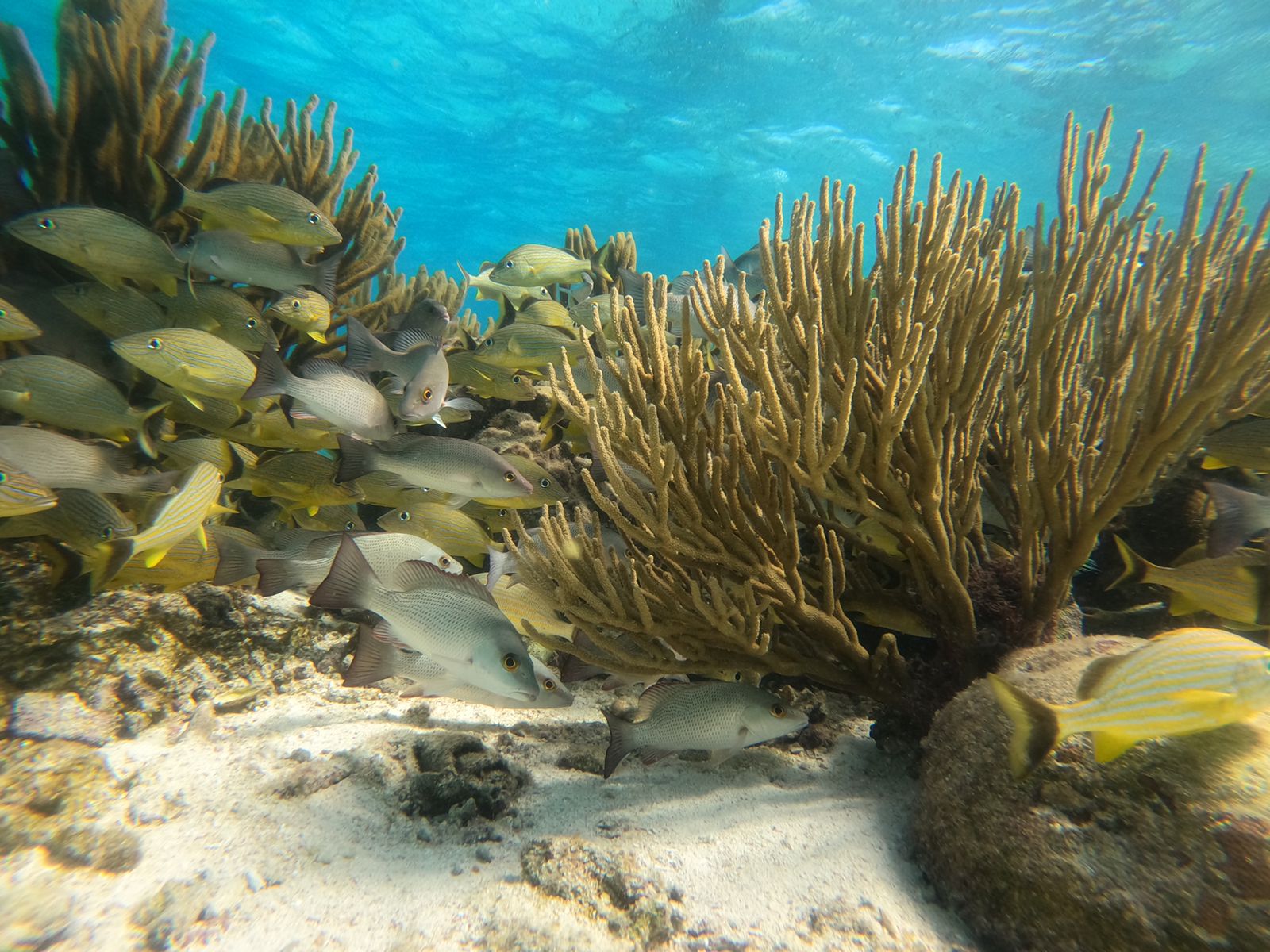 Captain Amado Watson's tour company, Caye Caulker Reef Friendly Tours, is very different from the average company you’ll find in Belize ecotourism. Learn more in Episode 70 of the For Animals For Earth show.